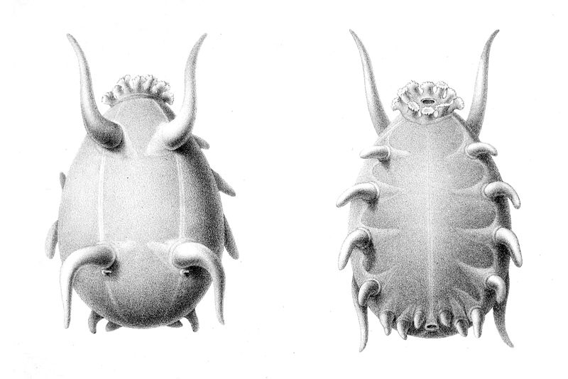 File:Scotoplanes globosa.jpg