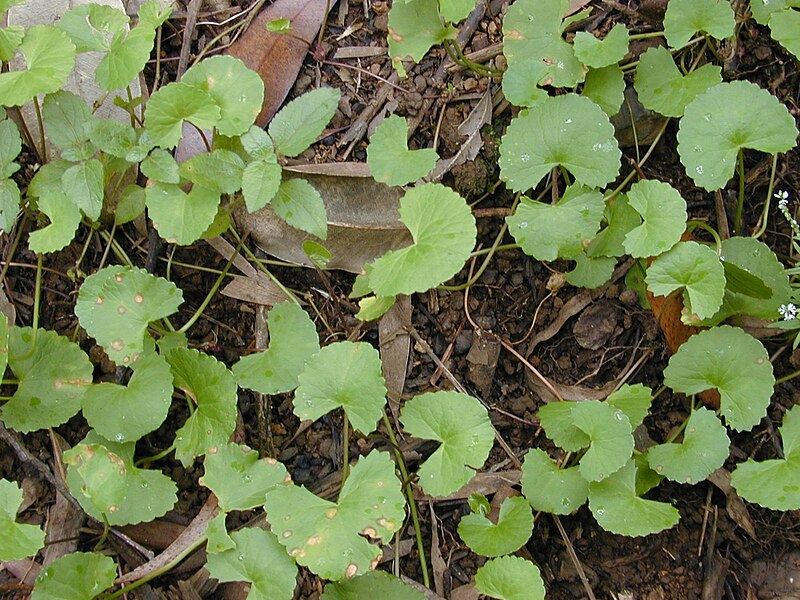 Файл:Starr 020803-0094 Centella asiatica.jpg