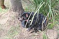 Tasmanian devils cuddle