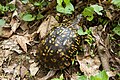 Shenandoah National Park, Virginia