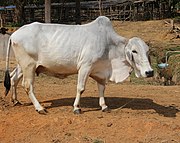 Thari cow breed originating from Tharparkar, Sindh, popular since World War I[37]