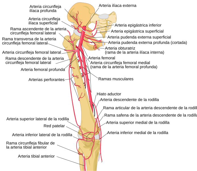 Archivo:Thigh arteries schema es.svg