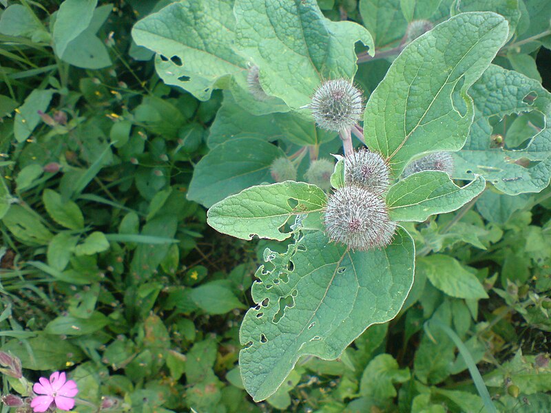 File:Thistle Closeup Falmouth.jpg