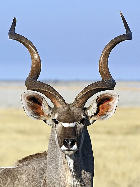 File:Tragelaphus strepsiceros ♂ (head).jpg