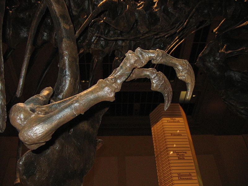 File:Tyrannosaurus (arm).jpg