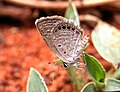 Grass Jewel (Freyeria trochylus) @ Bangalore, India.