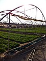 Farm in Wafra, Kuwait