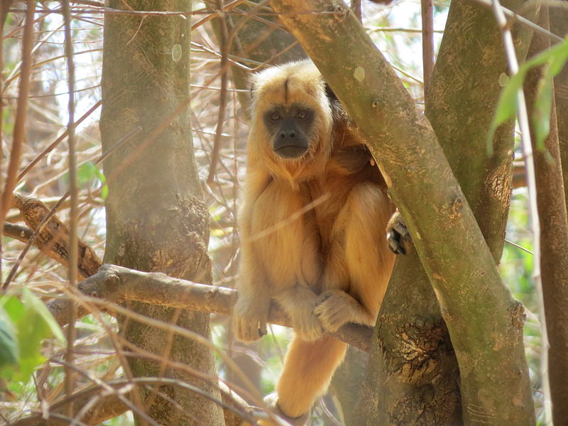 File:Alouatta caraya lactant female.JPG