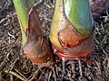 Harvested plants showing root growth from rhizome.