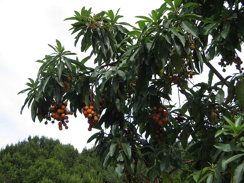 File:Arbutus canariensis2.jpg