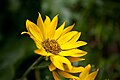 Balsamorhiza sagittata (Arrowleaf Balsamroot)