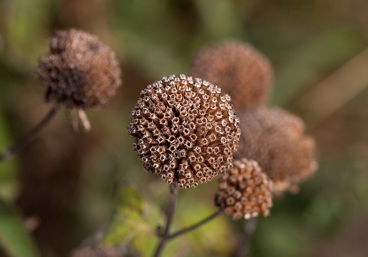 Соцветия монарды двойчатой (Monarda didyma)