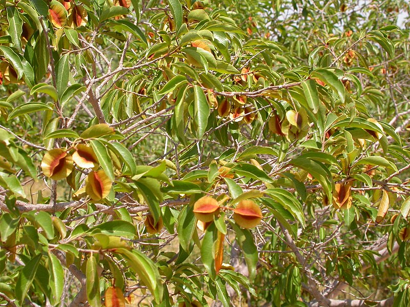 Archivo:Combretum micranthum MS4291.JPG