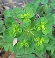 Плеохазий у молочая-солнцегляда (Euphorbia helioscopia)