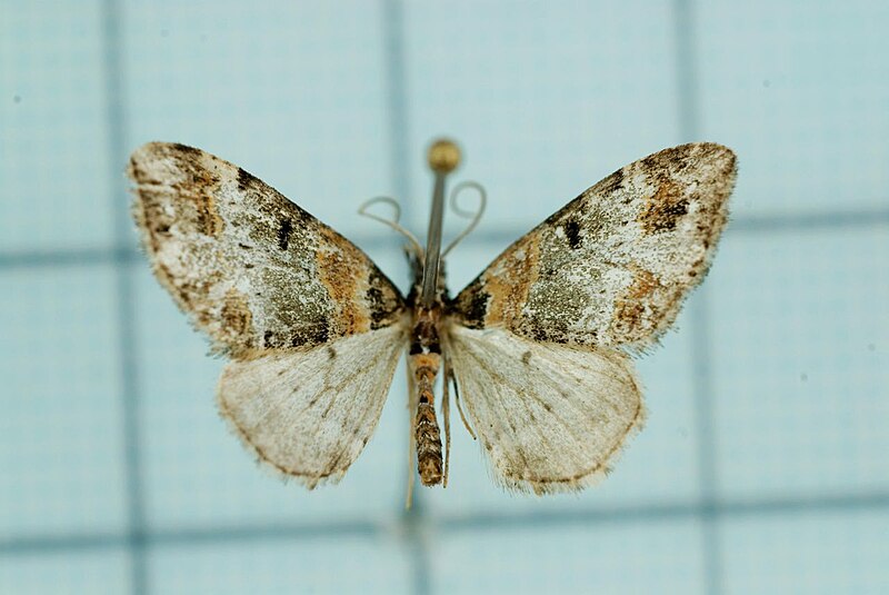 File:Eupithecia kudoi.jpg