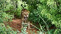 Female lion showing teeth (2)