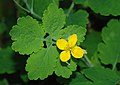 Greater celandine (Chelidonium majus)