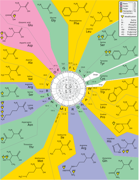 File:GeneticCode21-version-2.svg