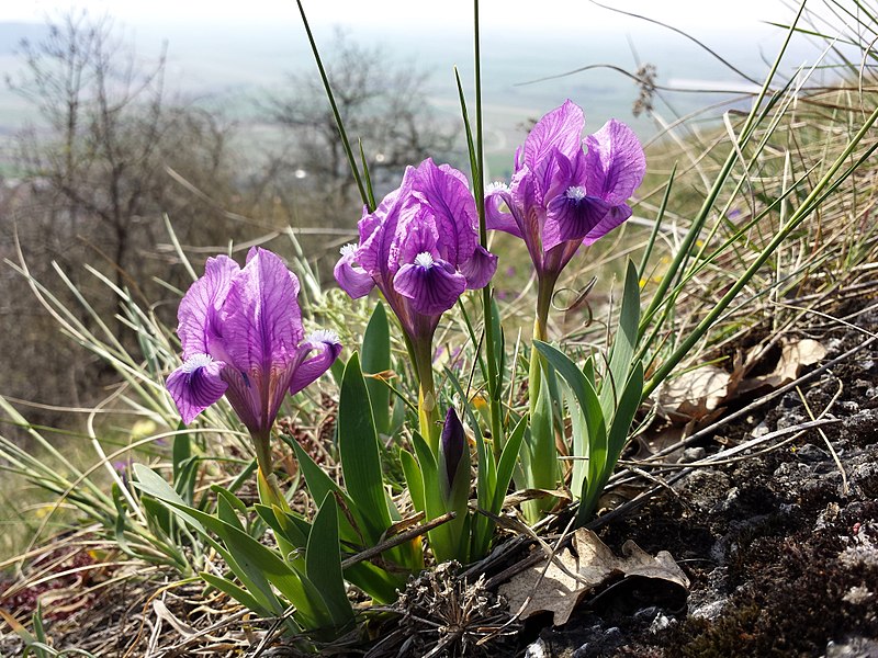 File:Iris pumila sl28.jpg