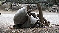 Mating Galapagos tortoises