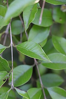 Hojas, se observa el ápice acuminado