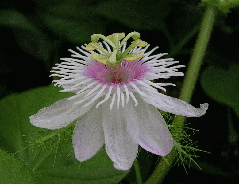 Файл:Passiflora foetidacloseup.jpg