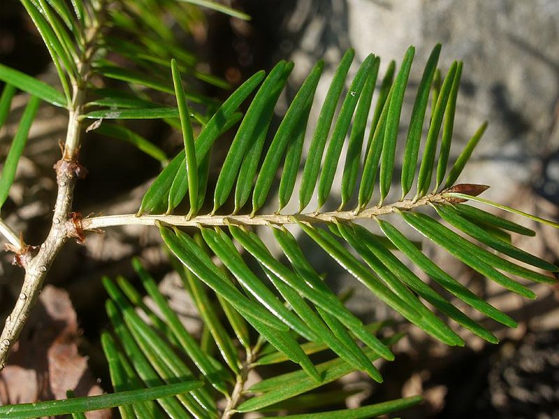 Файл:Pseudotsuga japonica togasawara02.jpg