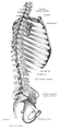 Breastbone in sagital section connected to axial skeleton.