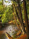 Several large trees stand on the bank of a rock-strewn creek