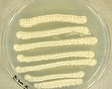 Trichosporon asteroides culture.jpg