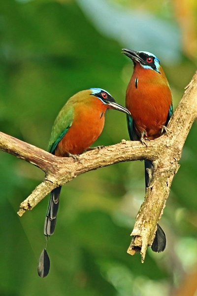 File:Trinidad motmots (Momotus bahamensis).jpg