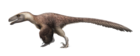 Utahraptor ostrommaysorum