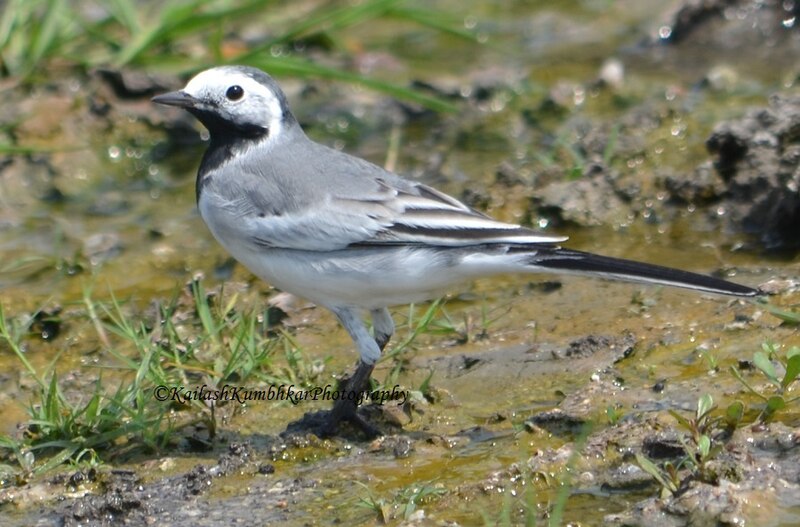 File:White Wagtail Bhigwan.jpg