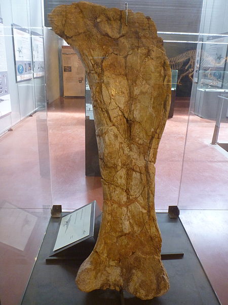 File:Ampelosaurus femur.JPG