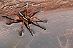 Thumbnail for Raft spider