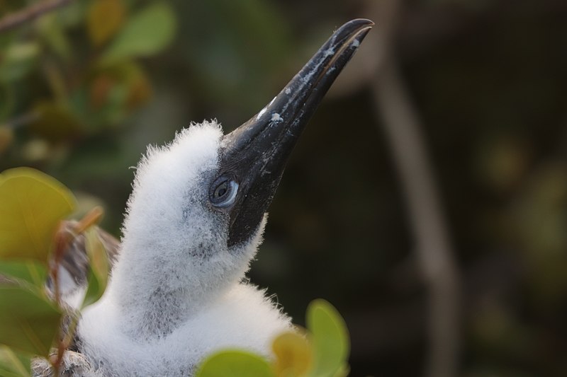 File:Baby red-footed booby.jpg