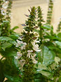 Flowering basil stalk and leaves