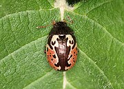 Calligrapha rhoda, Massachusetts