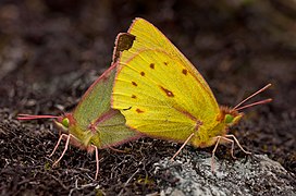 Colias dimera copulating