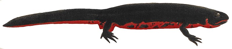 File:Cynops pyrrhogaster (white background).jpg