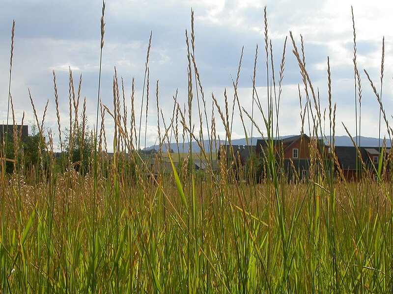 Файл:Elymus repens (3900638448).jpg