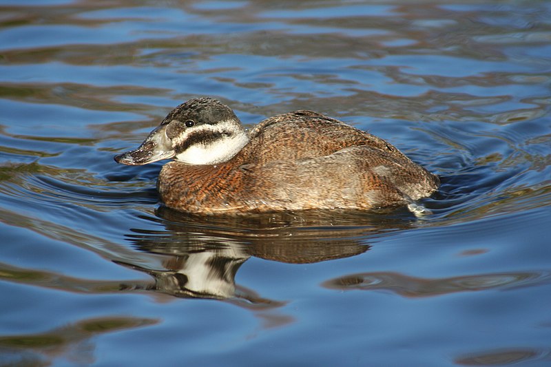 File:Female white headed duck.JPG