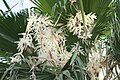 Flowering palm in Chandler, Arizona