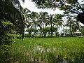 Rice fields, Sto. Cristo