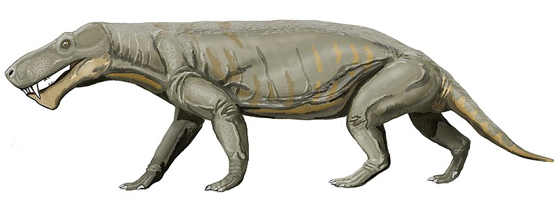 File:Gorgonops whaitsii1.jpg