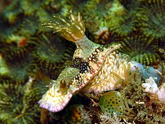 Hypselodoris reidi