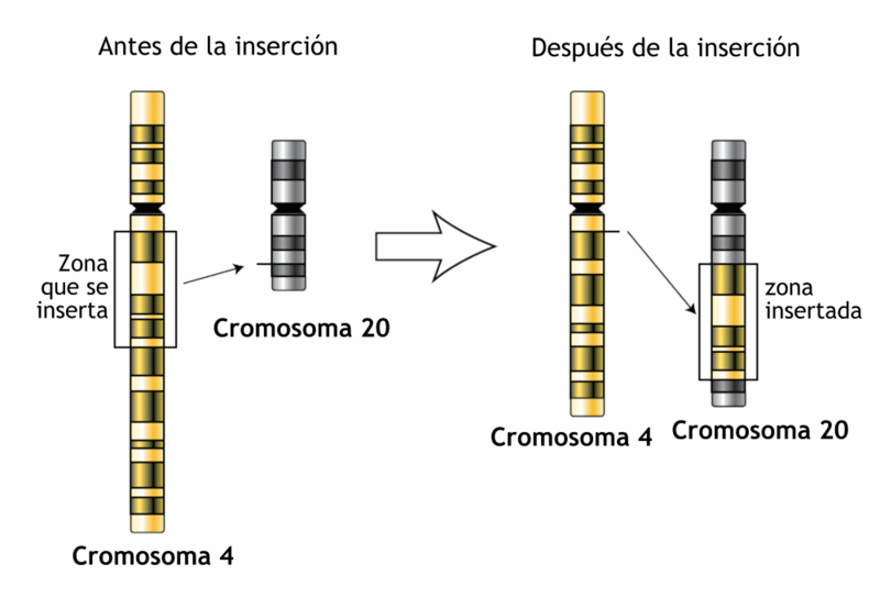 Archivo:Insertion-genetics-es.png