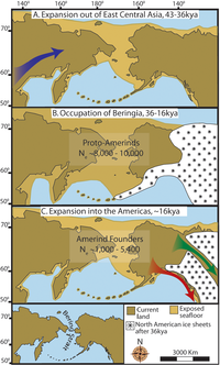 "Three maps of prehistoric America. (A) then gradual population expansion of the Amerind ancestors from their East Central Asian gene pool (blue arrow). (B) Proto-Amerind occupation of Beringia with little to no population growth for ≈20,000 years. (C) Rapid colonization of the New World by a founder group migrating southward through the ice free, inland corridor between the eastern Laurentide and western Cordilleran Ice Sheets (green arrow) and/or along the Pacific coast (red arrow). In (B), the exposed seafloor is shown at its greatest extent during the last glacial maximum at ≈20–18 kya [25]. In (A) and (C), the exposed seafloor is depicted at ≈40 kya and ≈16 kya, when prehistoric sea levels were comparable. A scaled-down version of Beringia today (60% reduction of A–C) is presented in the lower left corner. This smaller map highlights the Bering Strait that has geographically separated the New World from Asia since ≈11–10 kya."