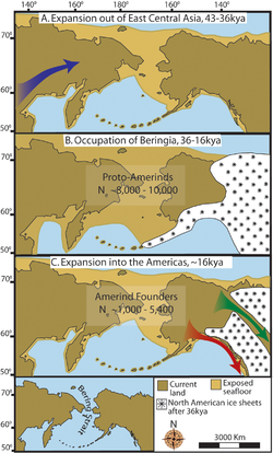 "Three maps of prehistoric America. (A) then gradual population expansion of the Amerind ancestors from their East Central Asian gene pool (blue arrow). (B) Proto-Amerind occupation of Beringia with little to no population growth for ≈20,000 years. (C) Rapid colonization of the New World by a founder group migrating southward through the ice-free, inland corridor between the eastern Laurentide and western Cordilleran Ice Sheets (green arrow) and/or along the Pacific coast (red arrow). In (B), the exposed seafloor is shown at its greatest extent during the last glacial maximum at ≈20–18 kya [25]. In (A) and (C), the exposed seafloor is depicted at ≈40 kya and ≈16 kya, when prehistoric sea levels were comparable. A scaled-down version of Beringia today (60% reduction of A–C) is presented in the lower left corner. This smaller map highlights the Bering Strait that has geographically separated the New World from Asia since ≈11–10 kya."