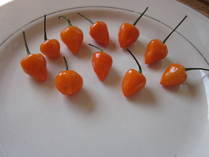 File:Kambuzi Chili Pepper.jpg